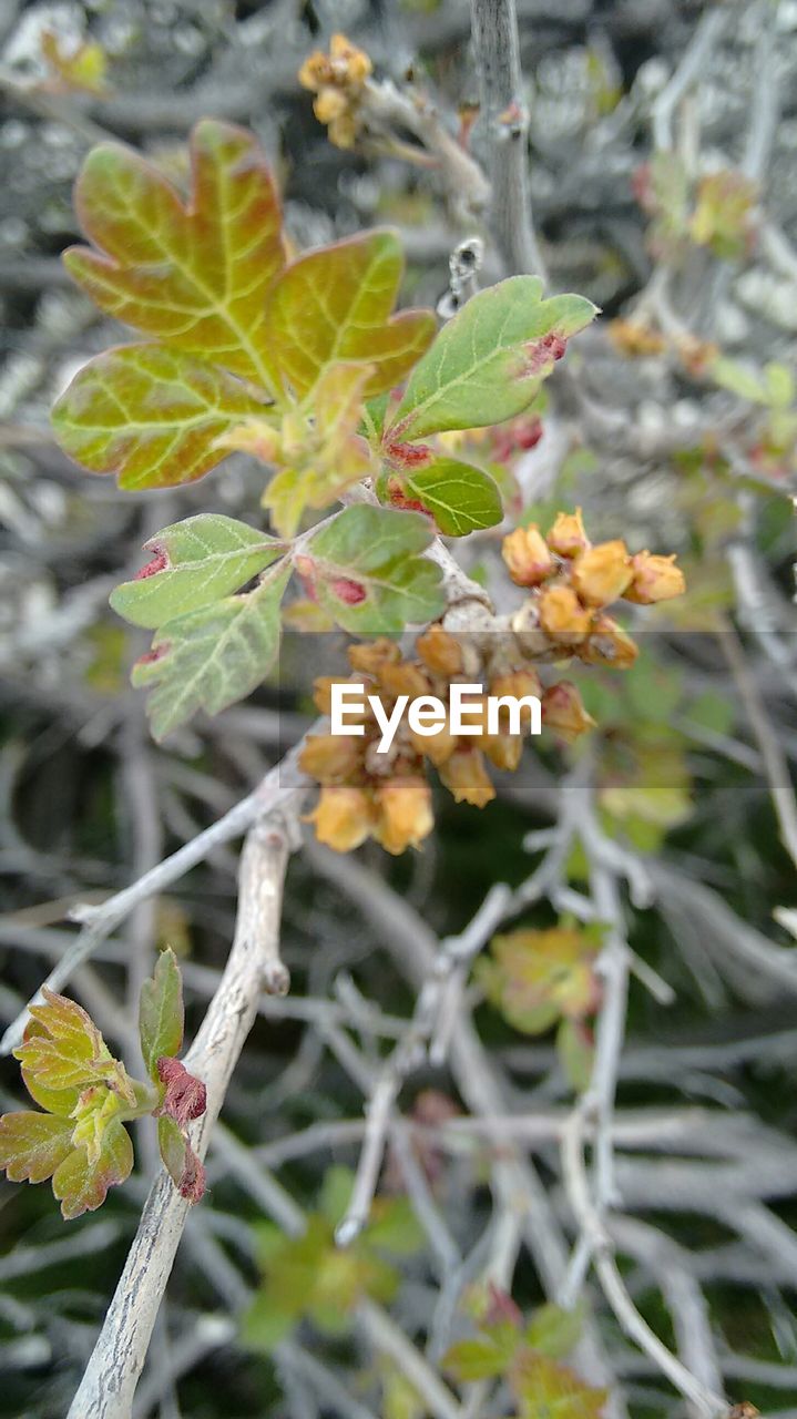 CLOSE-UP OF PLANT