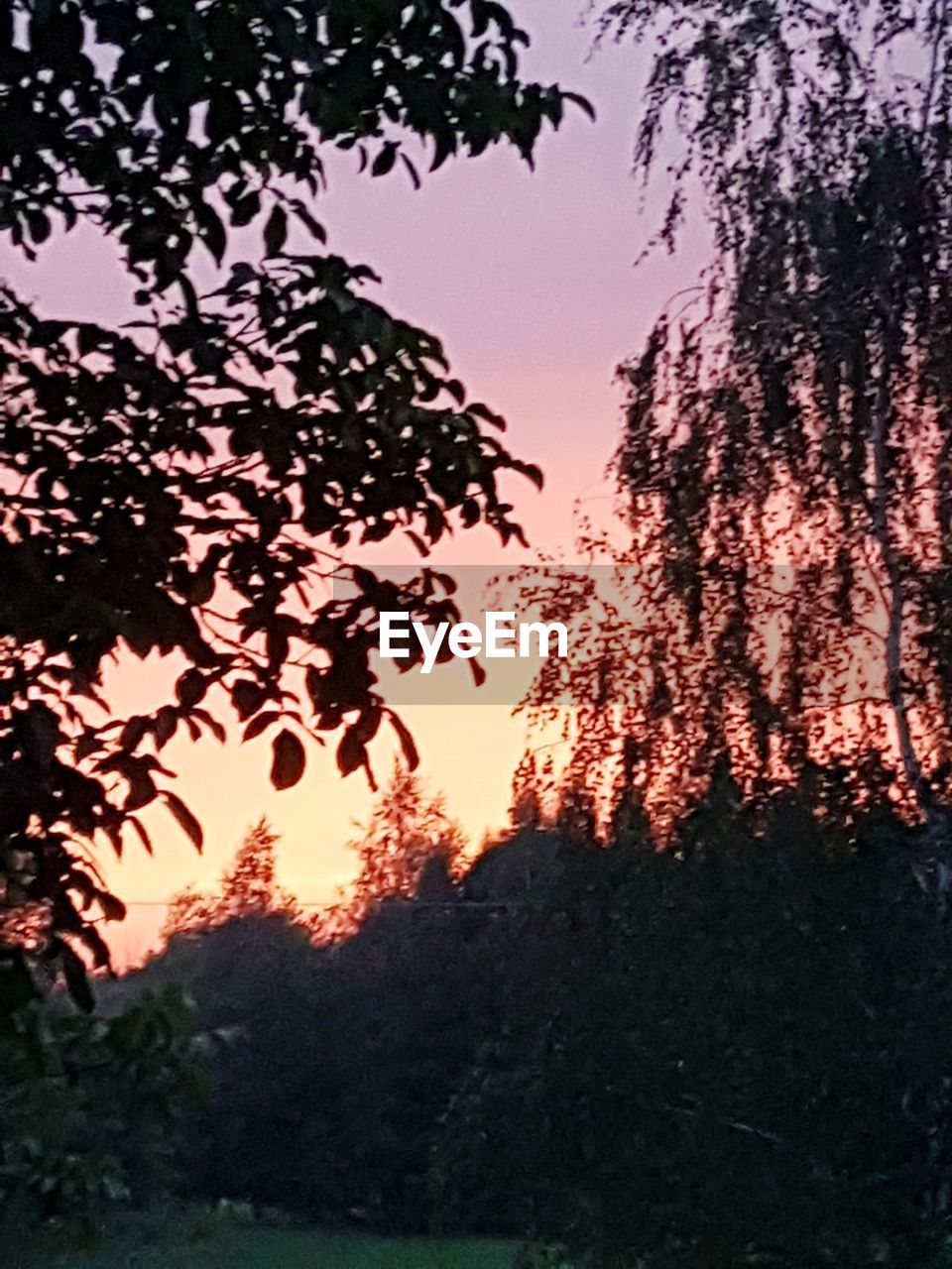 LOW ANGLE VIEW OF SILHOUETTE TREES AGAINST SUNSET SKY