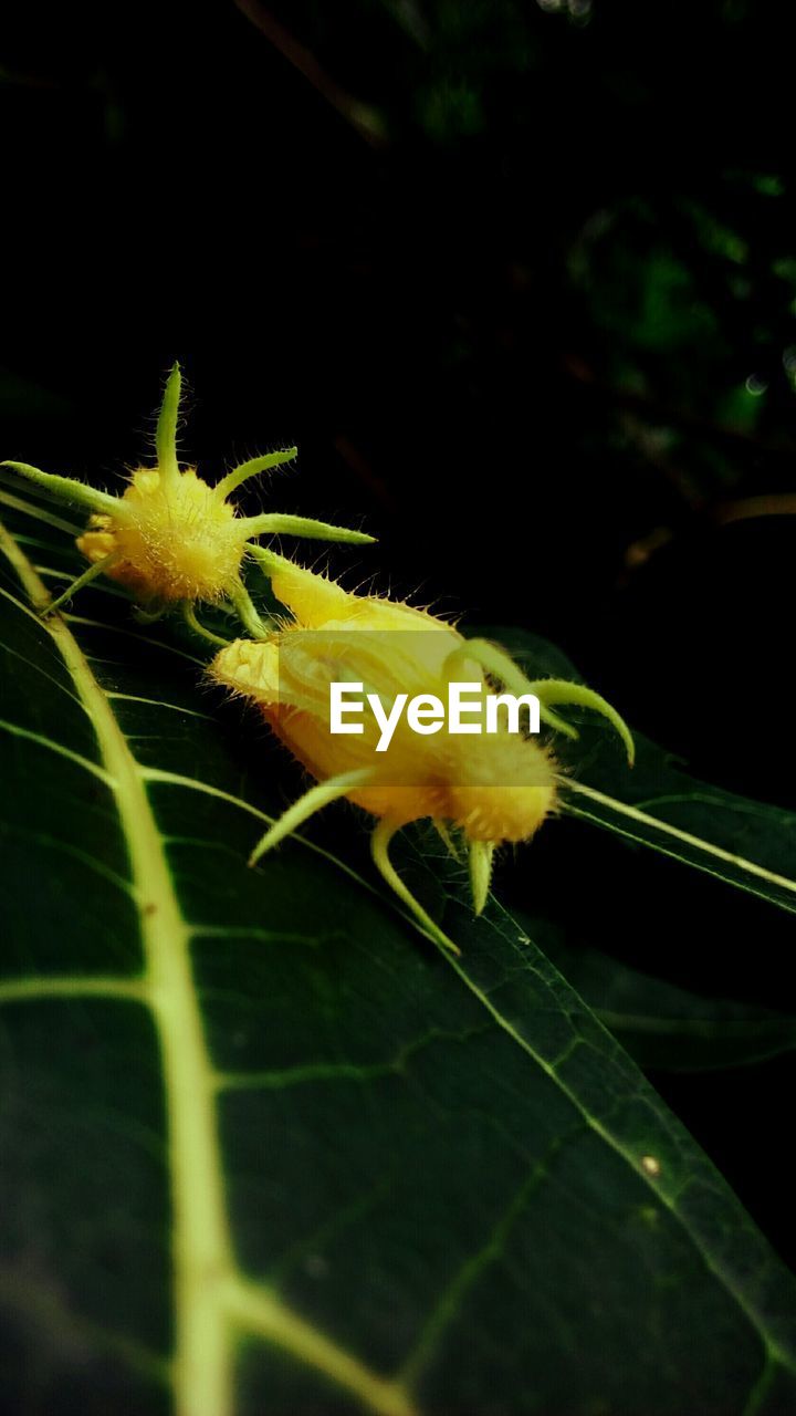 Close-up of yellow flower