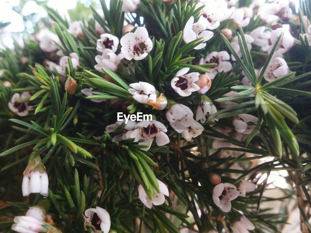 CLOSE-UP OF WHITE FLOWERS BLOOMING OUTDOORS