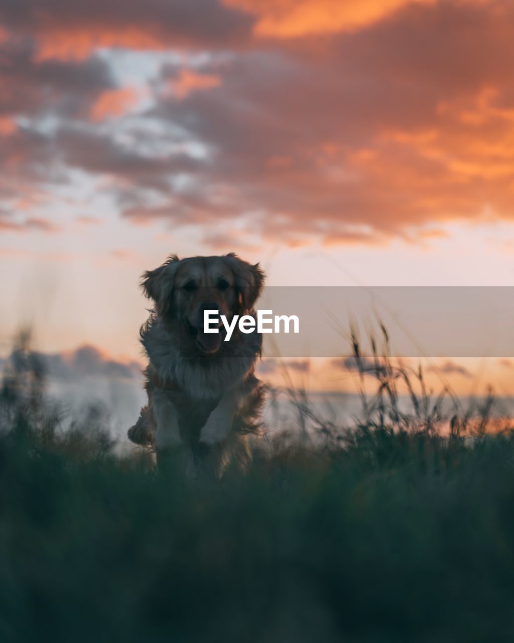 Cute dog on field during sunset