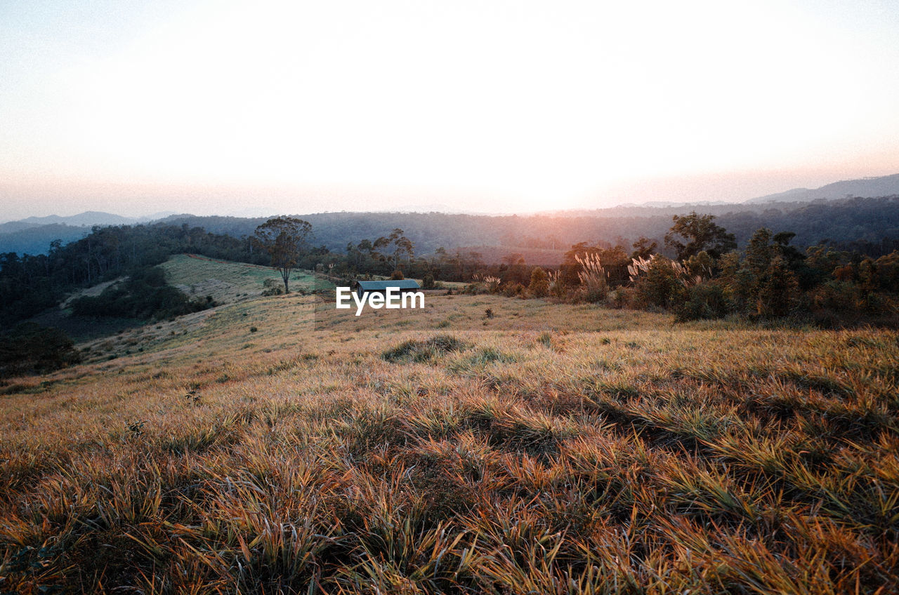 SCENIC VIEW OF GRASSY FIELD AGAINST SKY