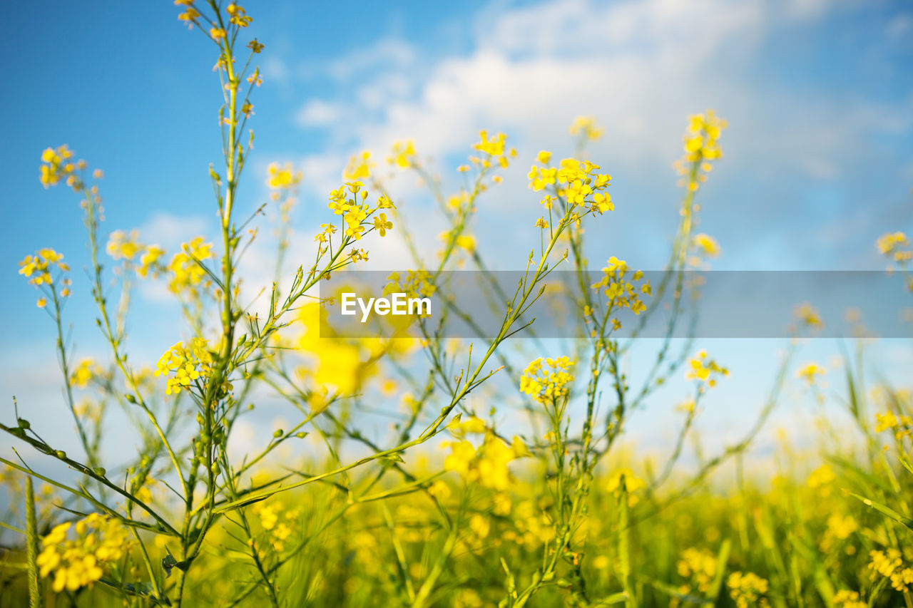 close-up of yellow flowering plants against sky