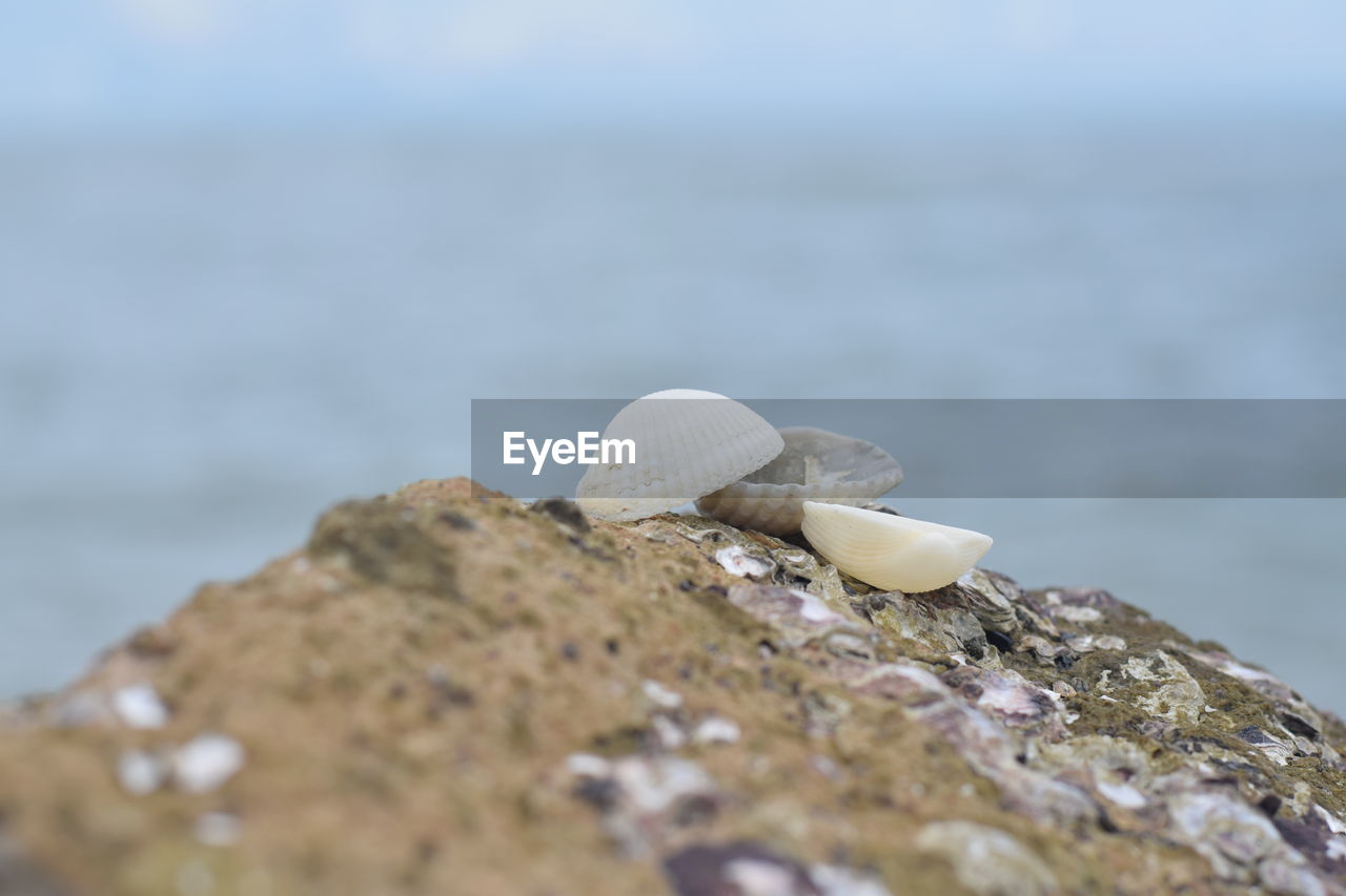 Close-up of seashell on rock