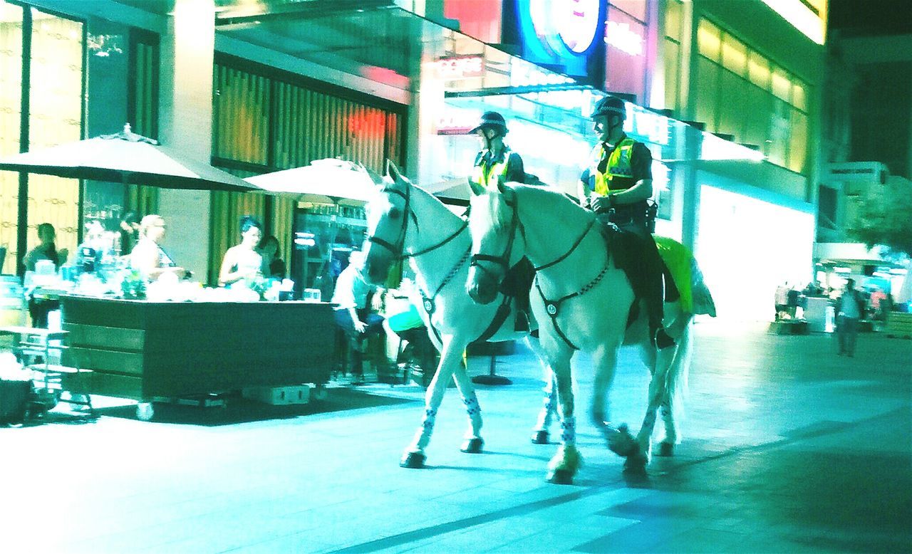 HORSE WALKING ON STREET IN CITY