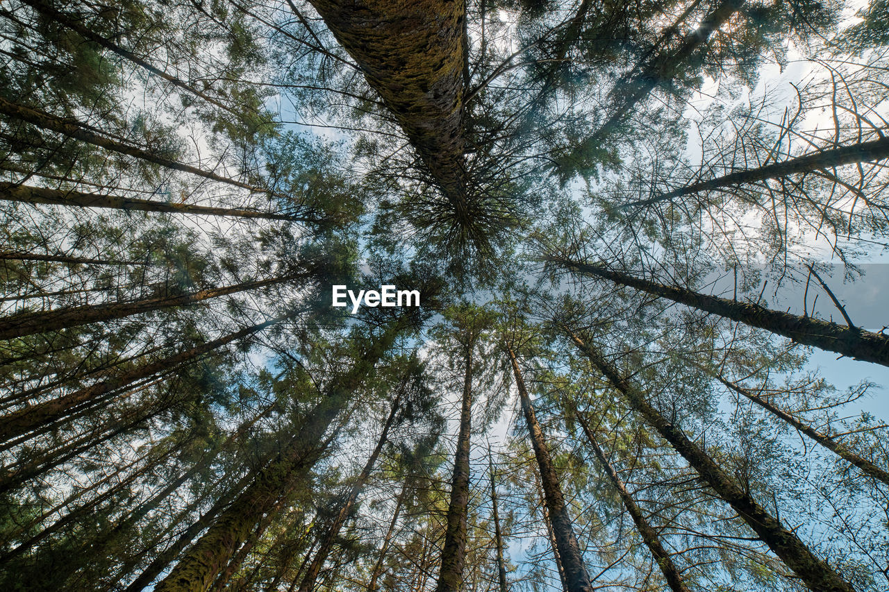 Low angle view of pine tree