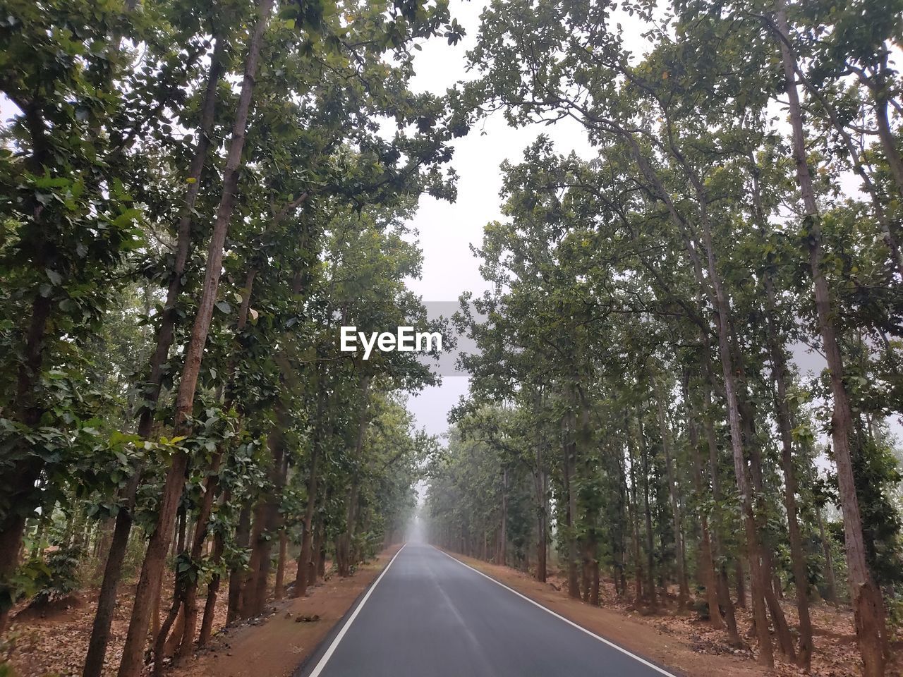 EMPTY ROAD ALONG TREES
