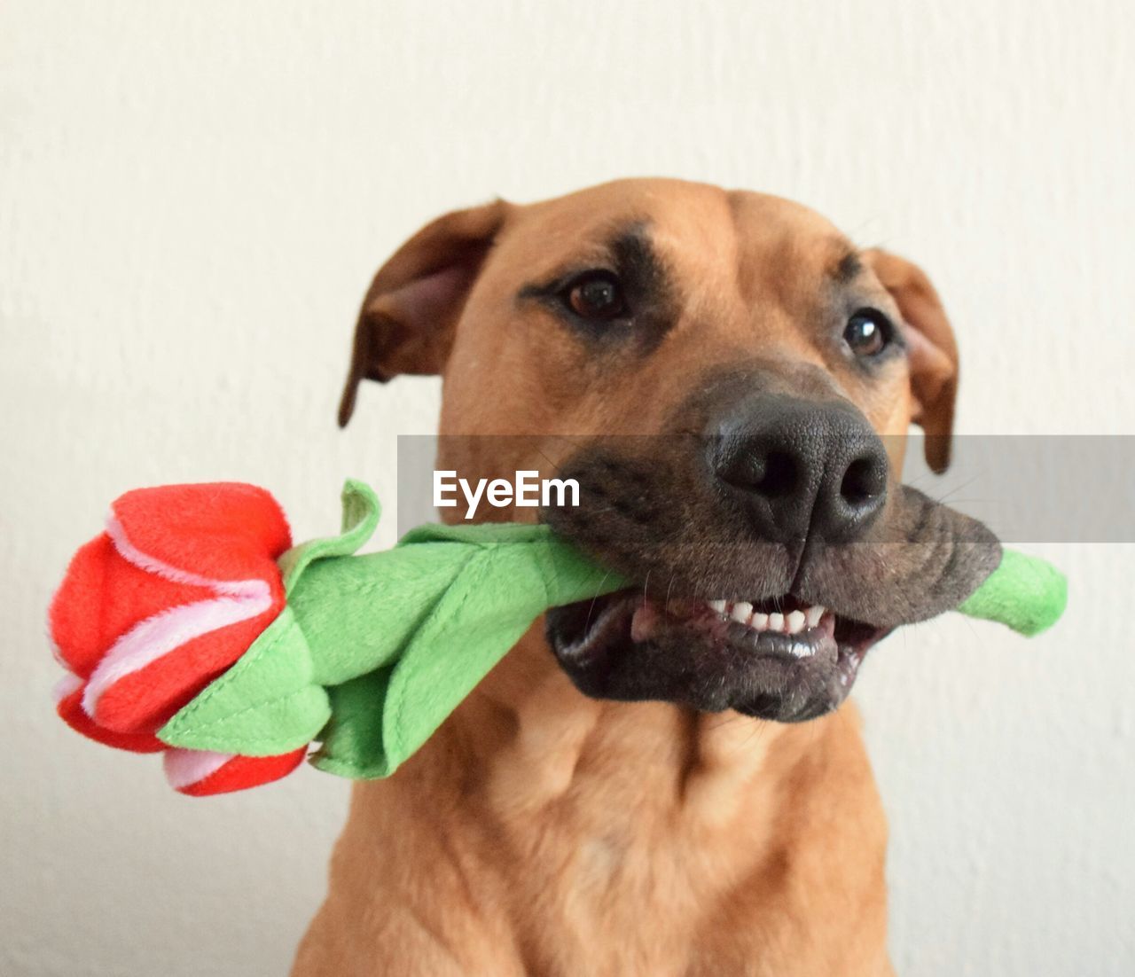 Close-up of dog carrying artificial flower in mouth against wall