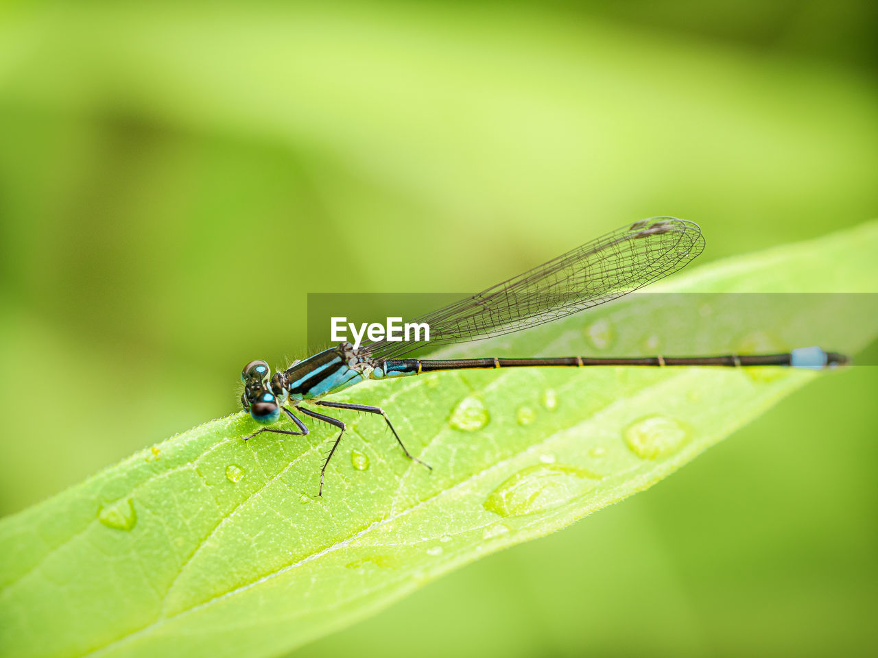 Close-up of insect on leaf / blue maiden