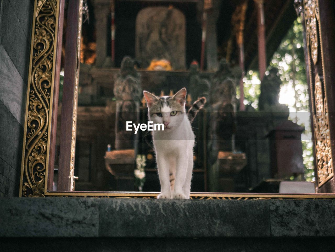 Mystical cat of durga temple