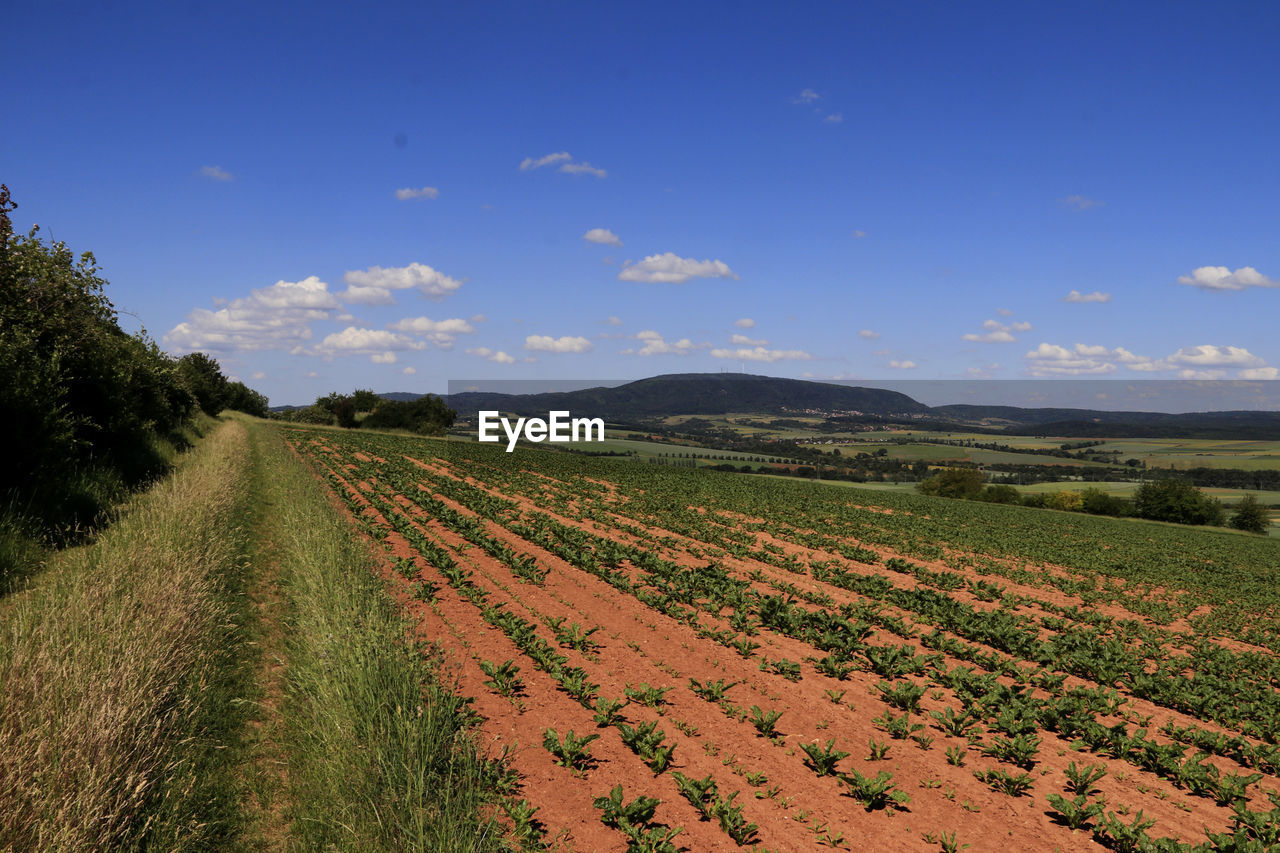 Scenic view of agricultural field against sky