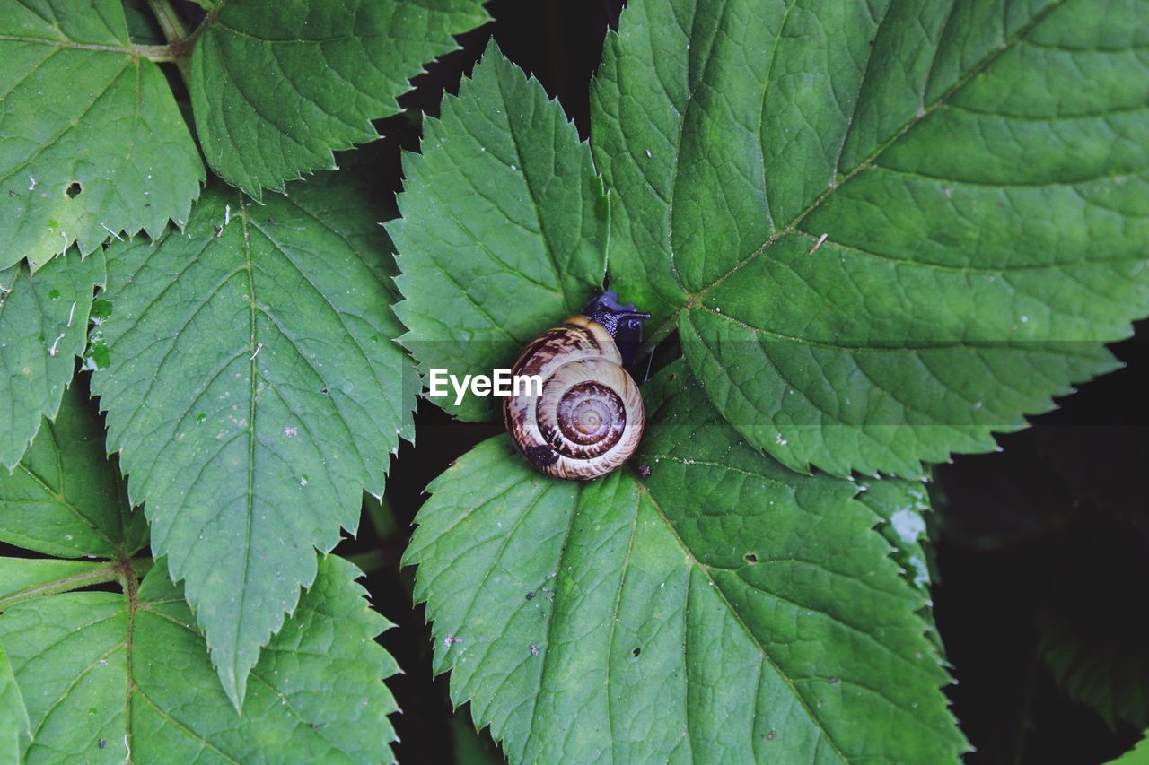 CLOSE-UP OF SNAIL ON GREEN LEAVES