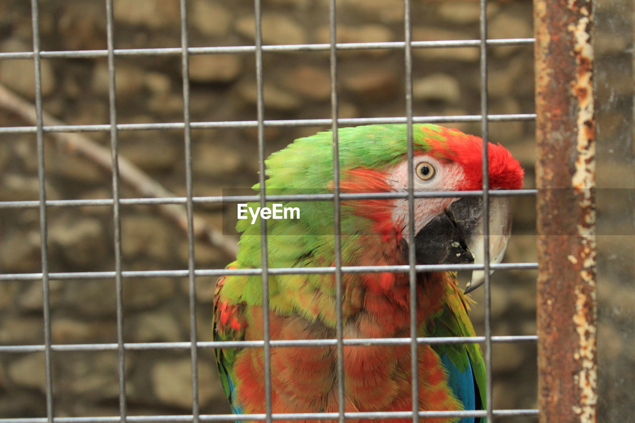 CLOSE-UP OF PARROT ON CAGE