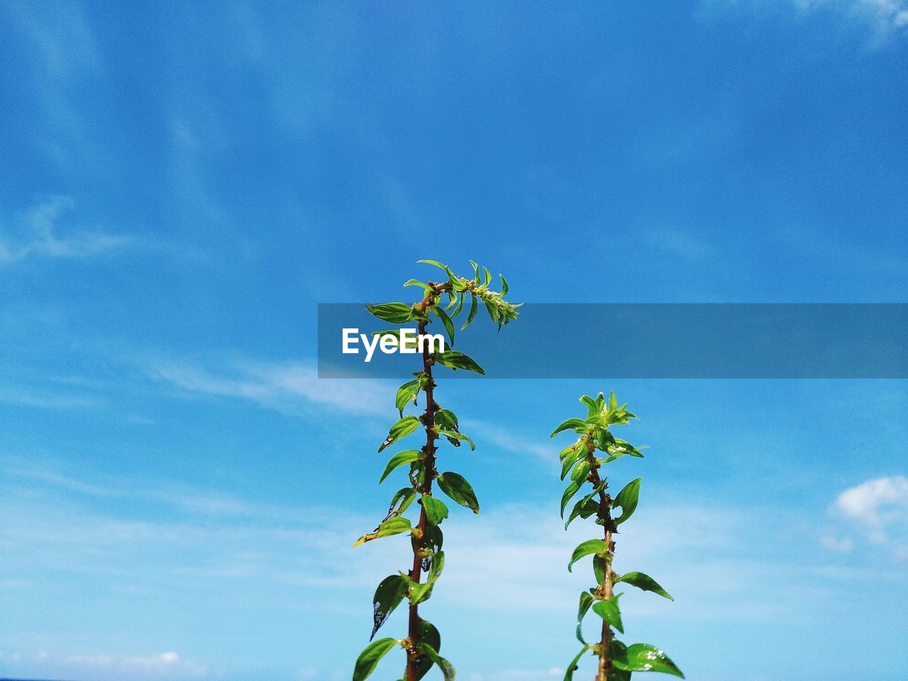 Low angle view of plant against blue sky