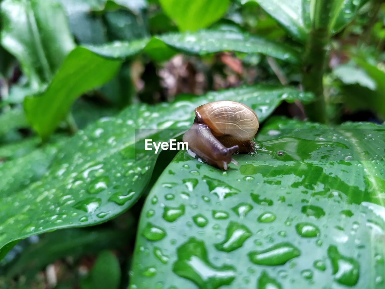 Close-up of snail on wet plant leaf