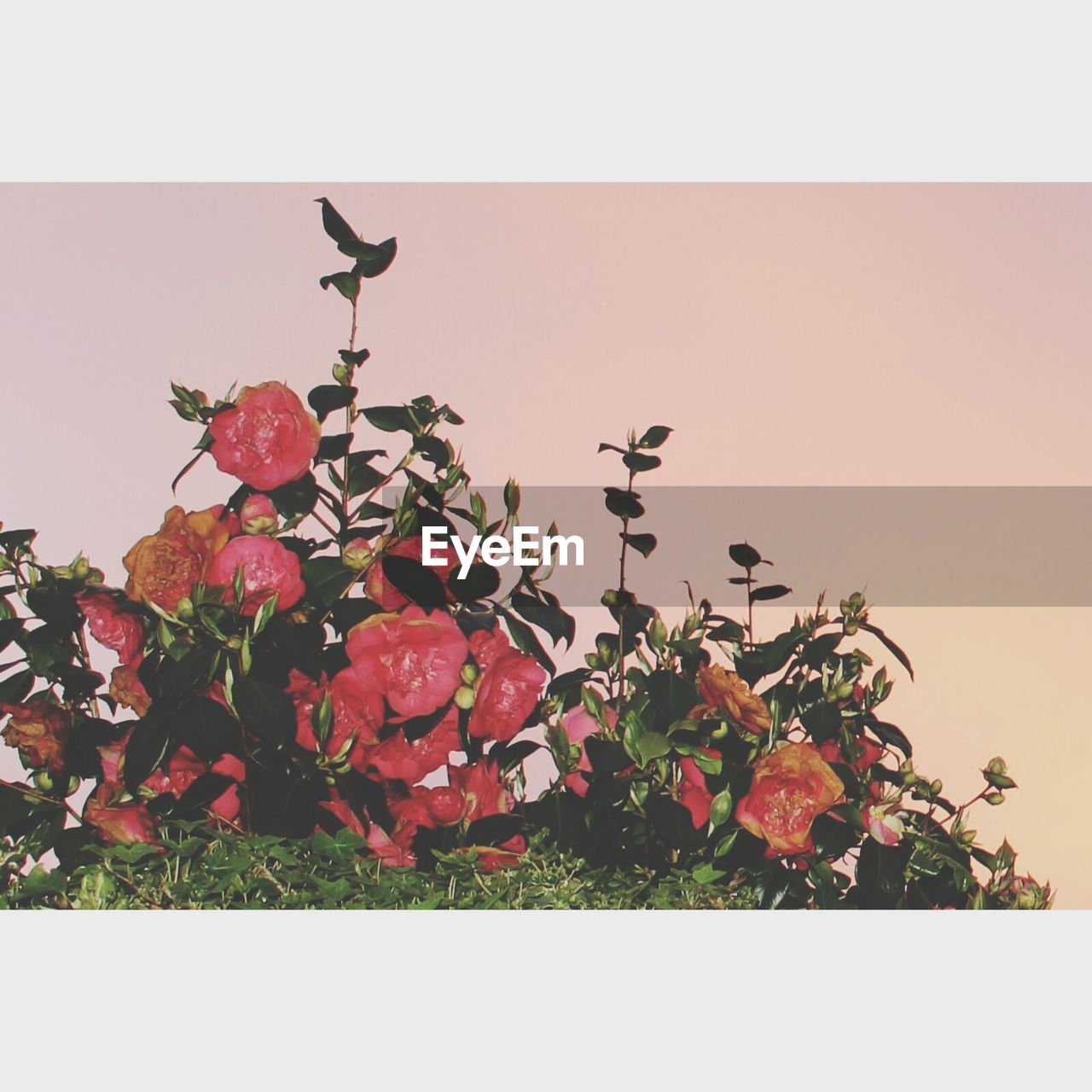 RED FLOWERS GROWING ON WALL