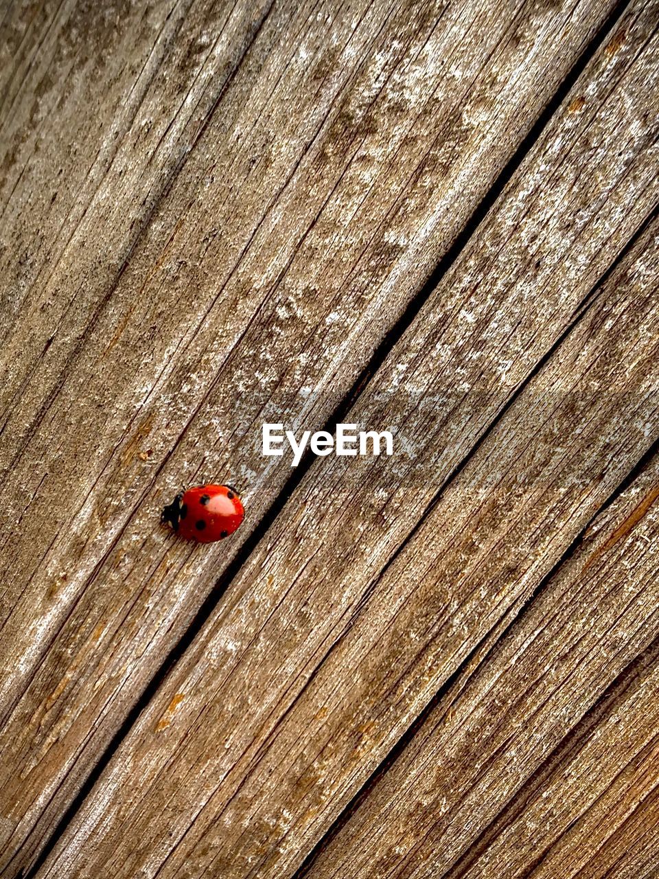 High angle view of ladybug on wooden plank
