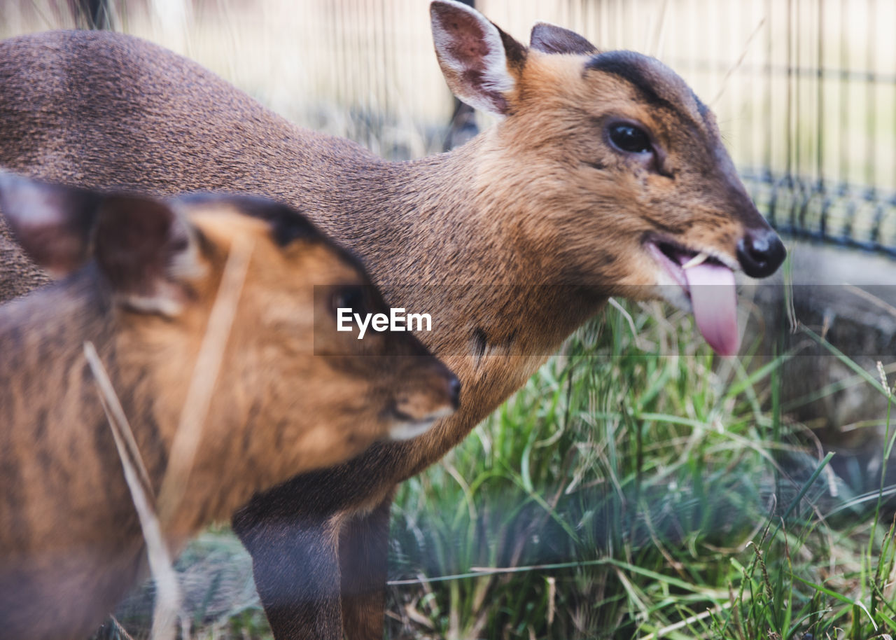 CLOSE-UP OF DEER IN A FIELD