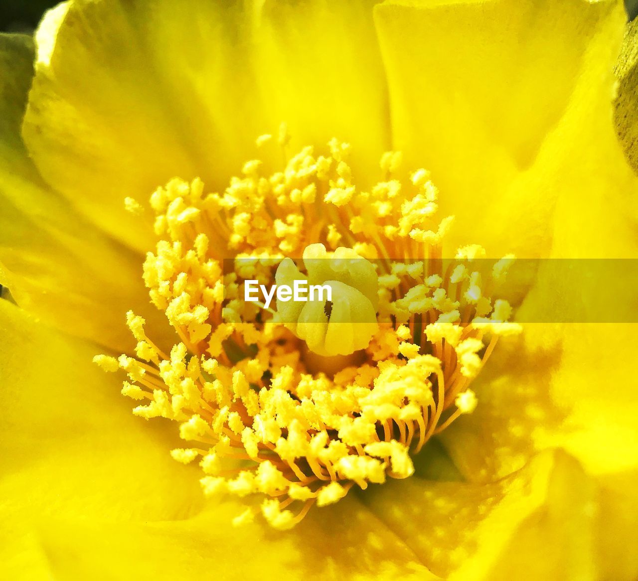 Macro shot of yellow flowering plant