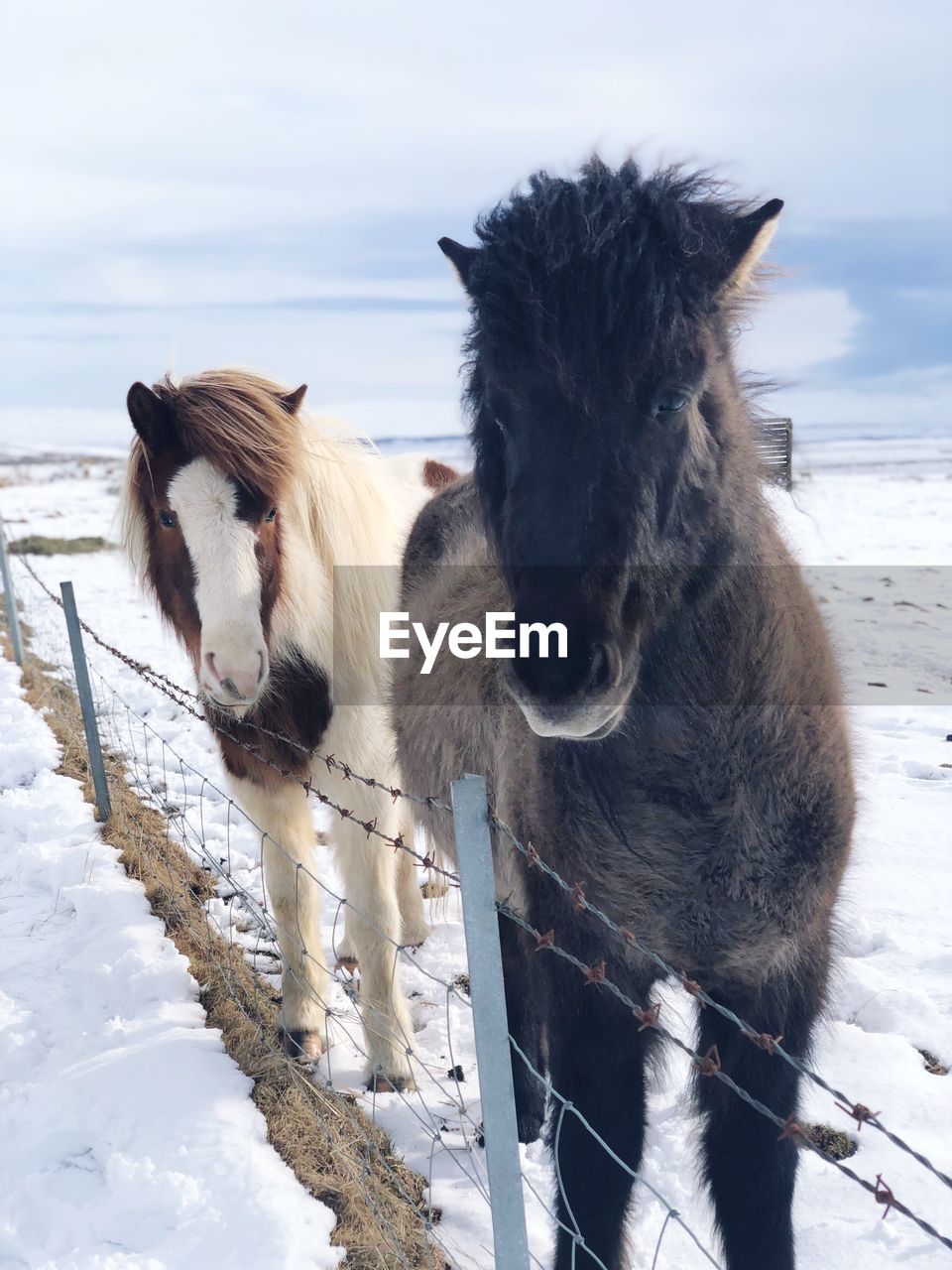 View of two icelandic horses on snow covered land