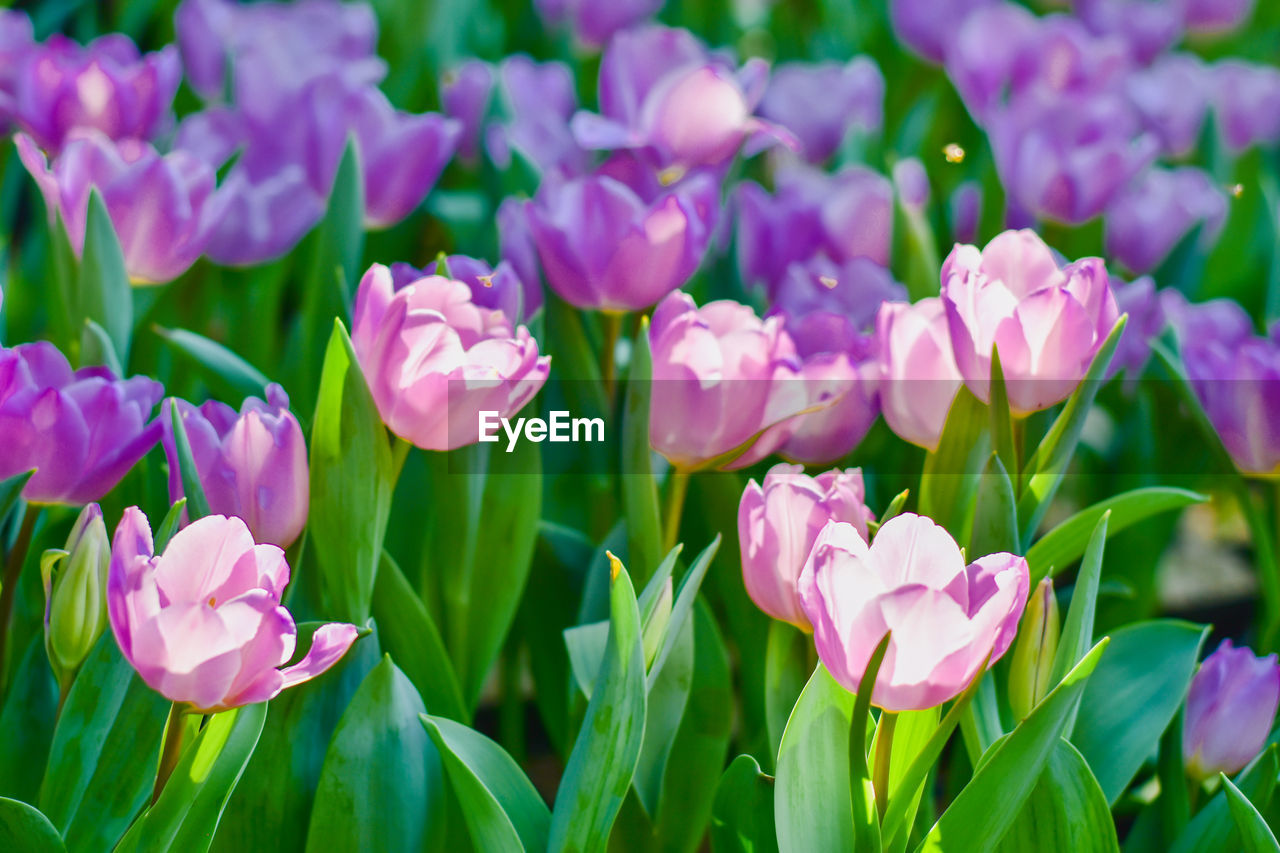 Close-up of purple crocus flowers