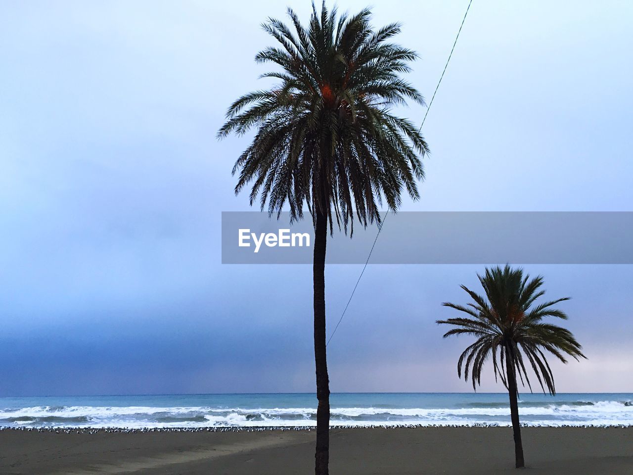 Palm trees on beach against clear sky