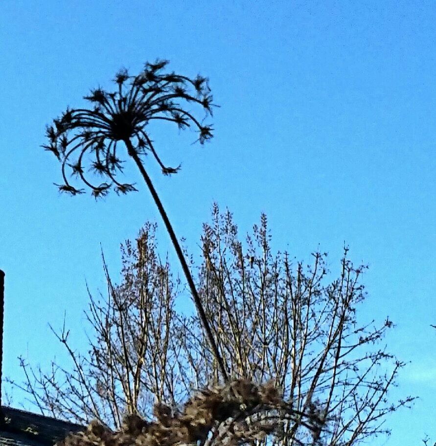 LOW ANGLE VIEW OF TREES AGAINST CLEAR BLUE SKY