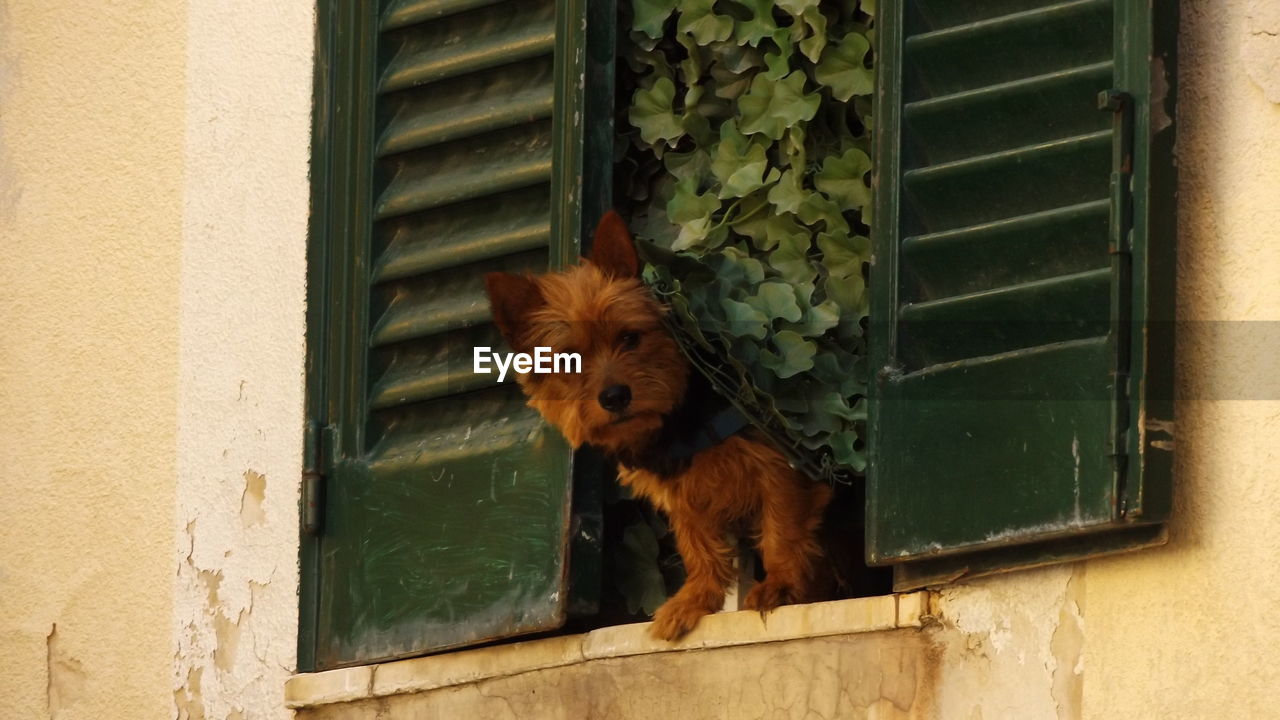 Close-up of dog seen through window