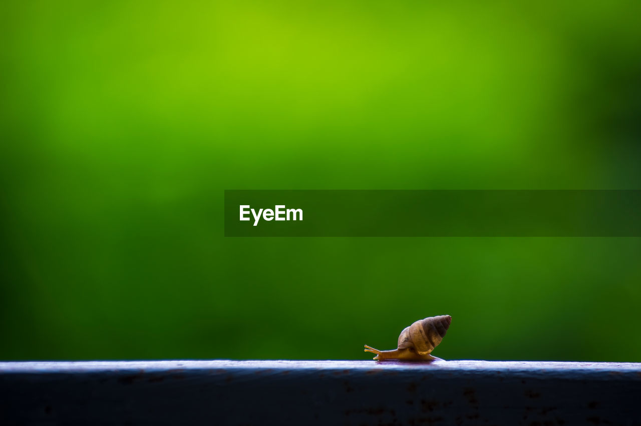 Close-up of coffee snail perching