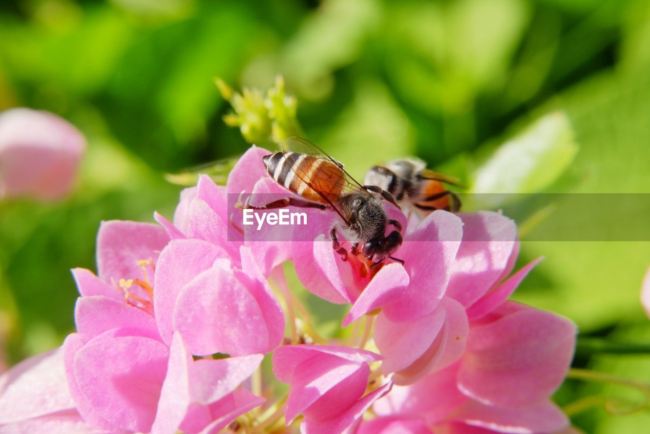 CLOSE-UP OF HONEY BEE ON PINK FLOWER