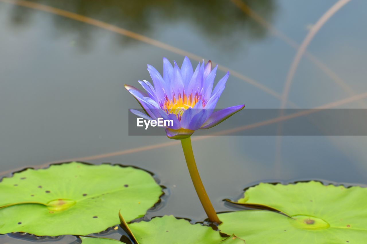 Close-up of purple water lily in lake