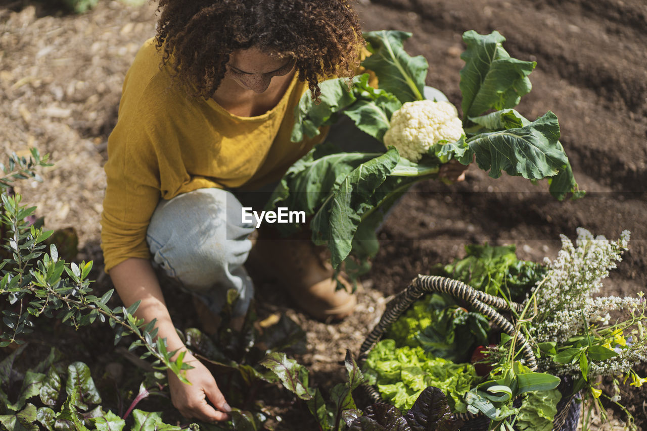 Curly haired woman holding cauliflower while picking vegetables in garden