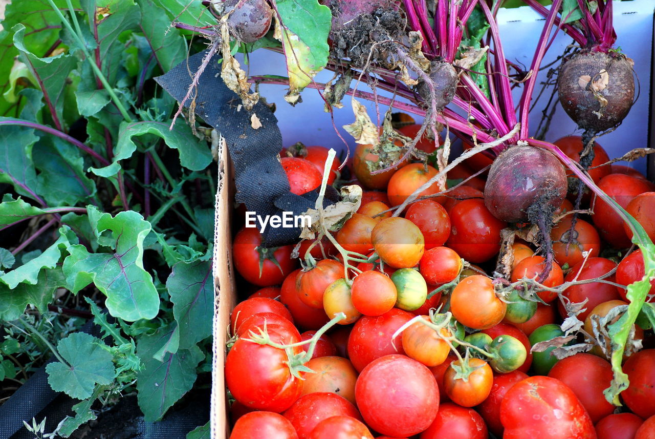 HIGH ANGLE VIEW OF CHERRIES AND PLANTS