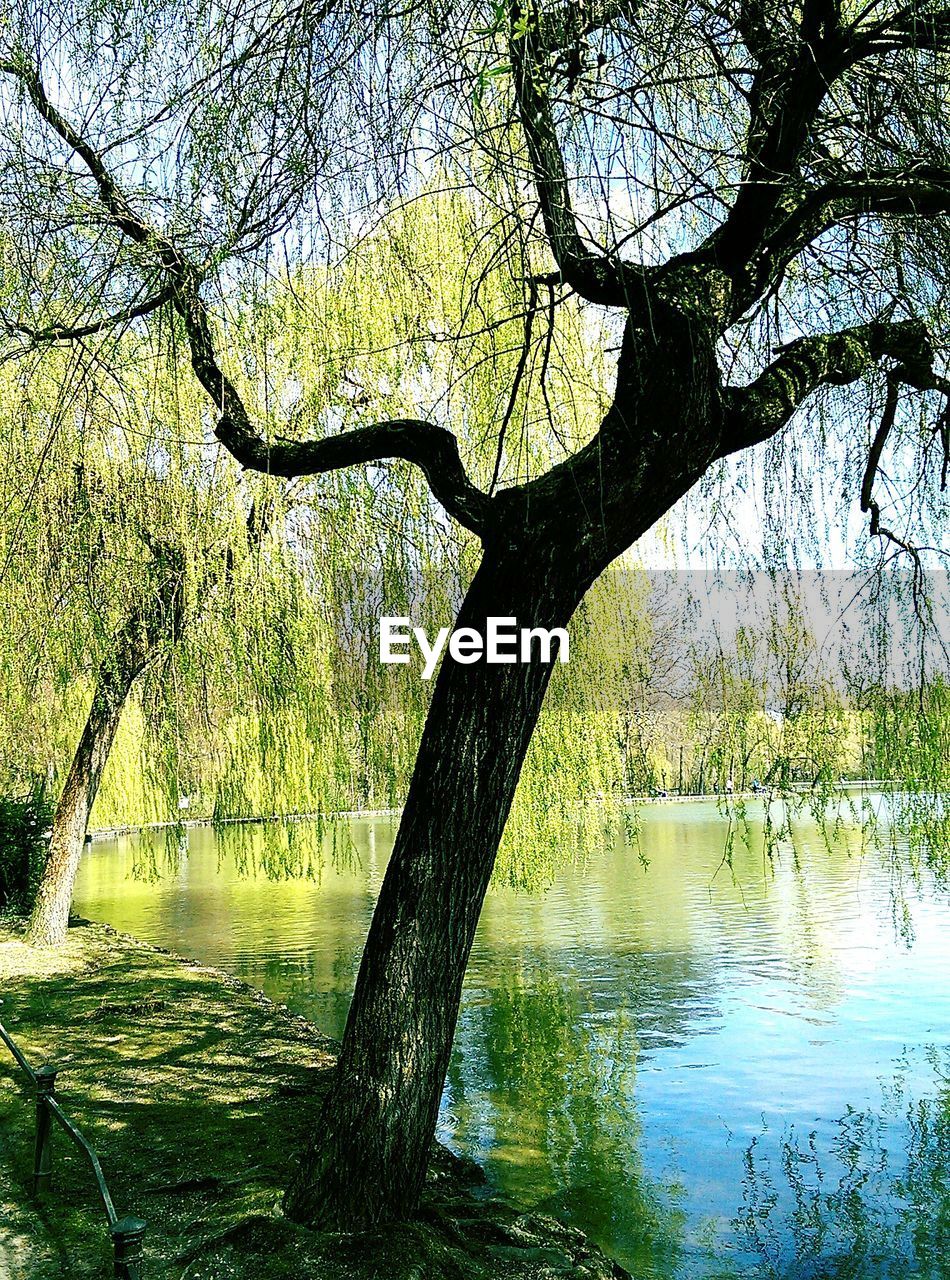 Weeping willow on riverbank