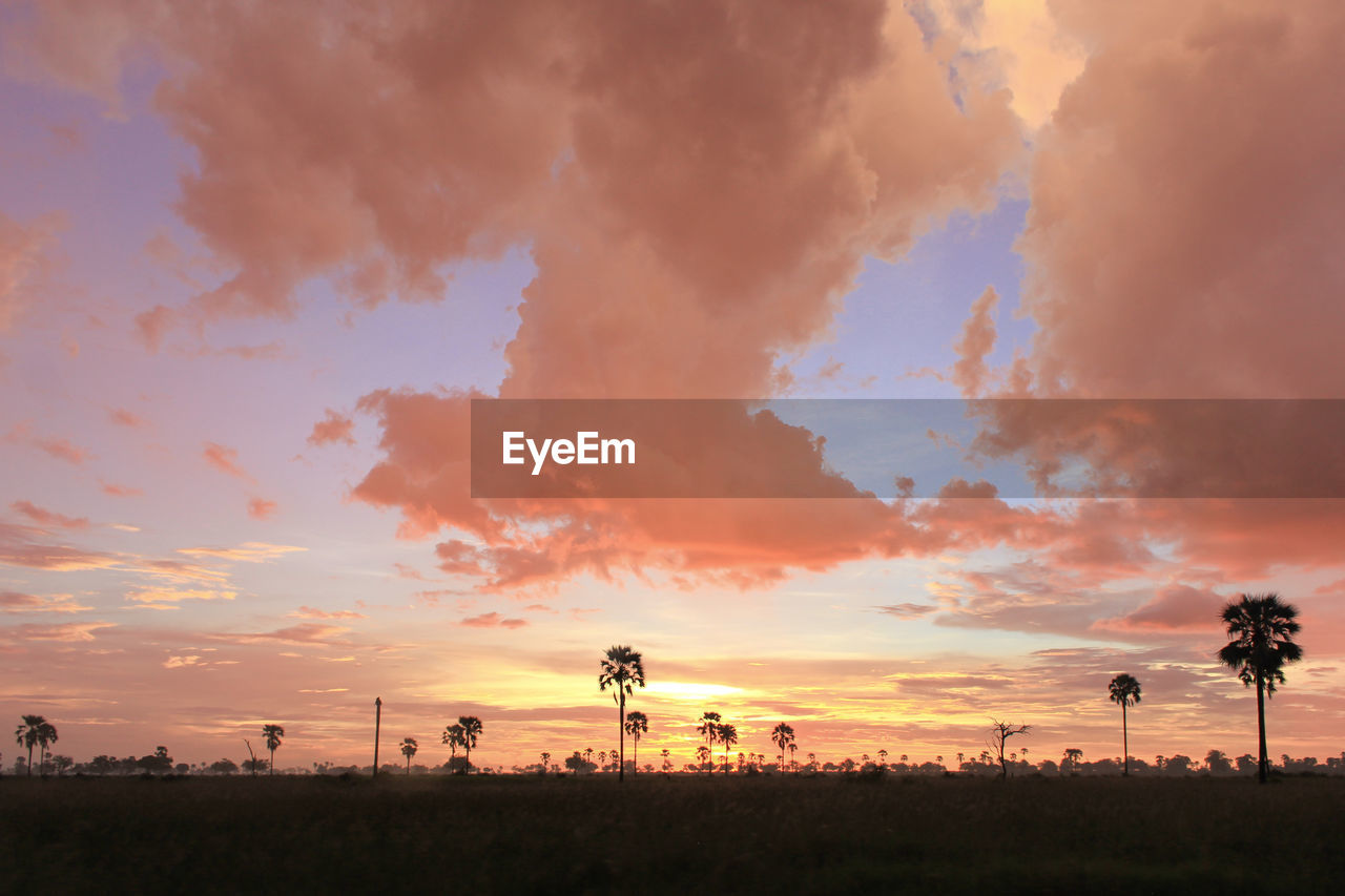 Silhouette trees on field against sky during sunset