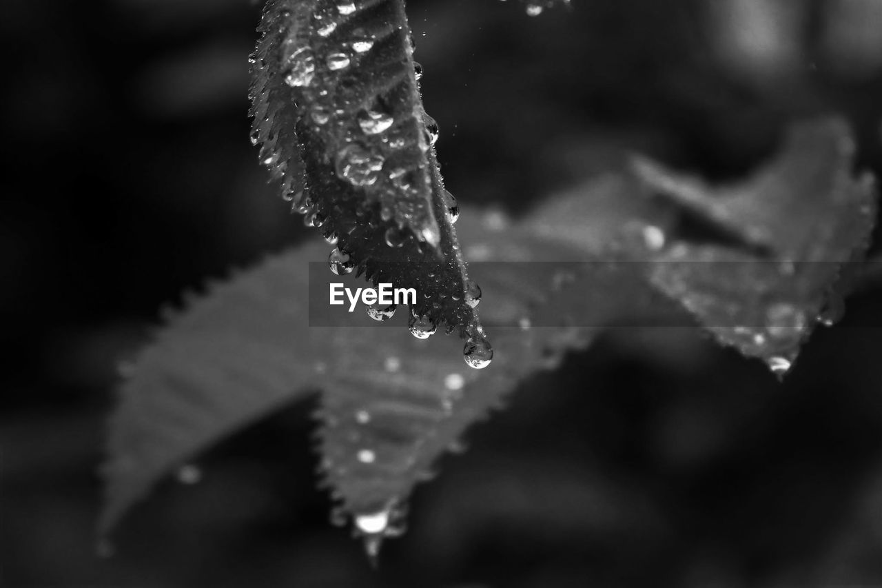 Close-up of wet plant leaves during winter