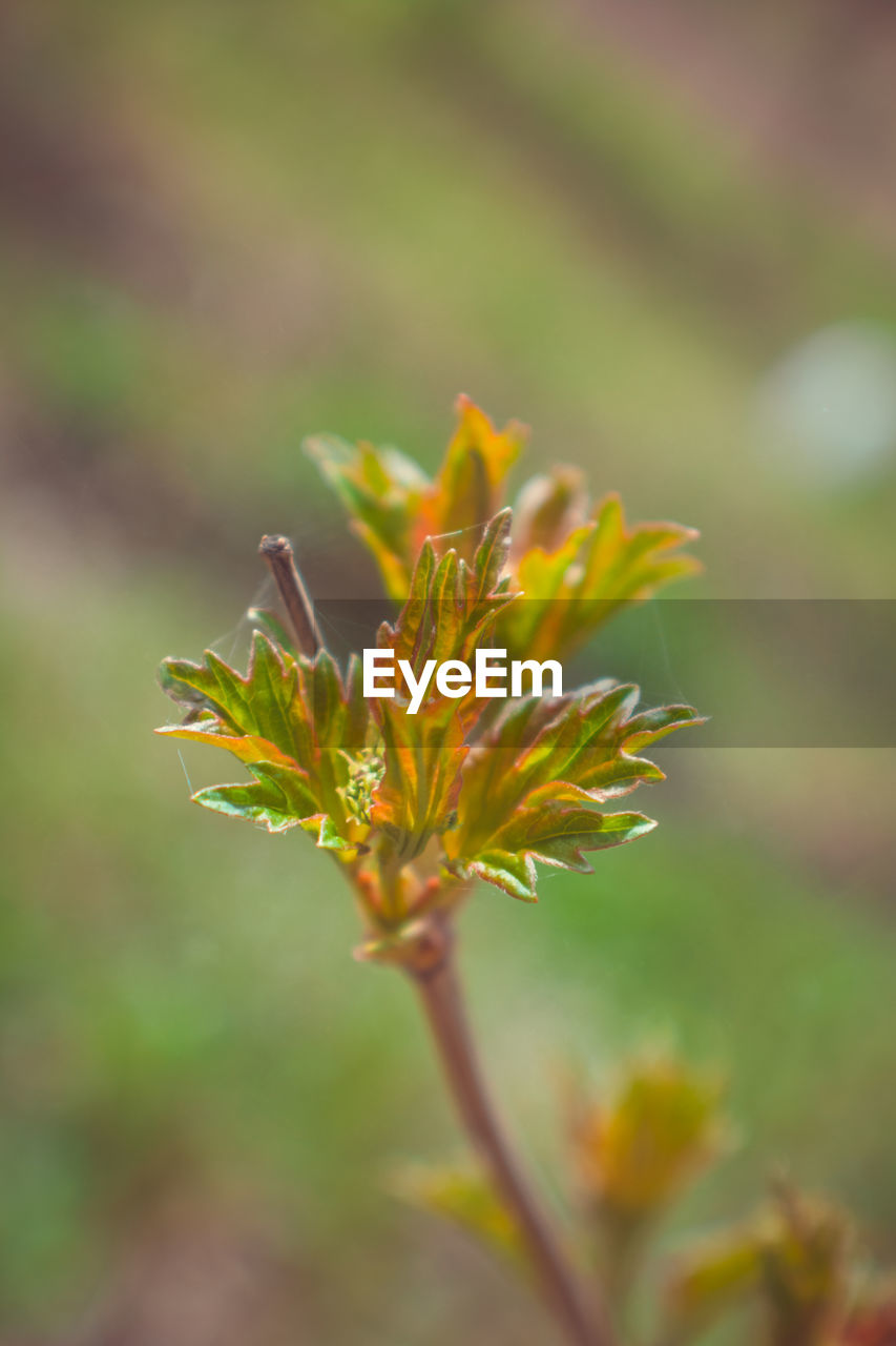 Close-up of yellow flowering plant on field