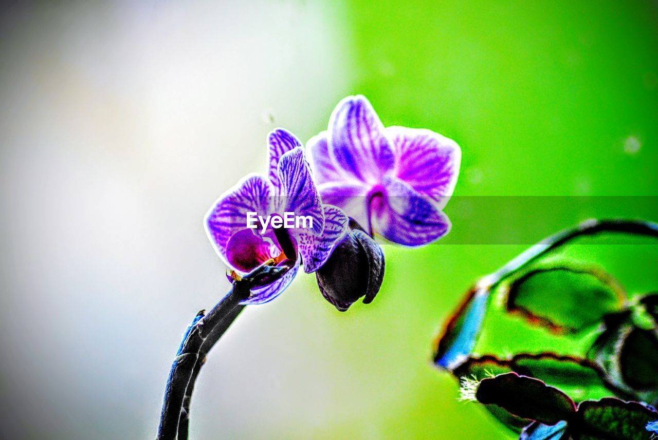 CLOSE-UP OF FLOWER GROWING OUTDOORS