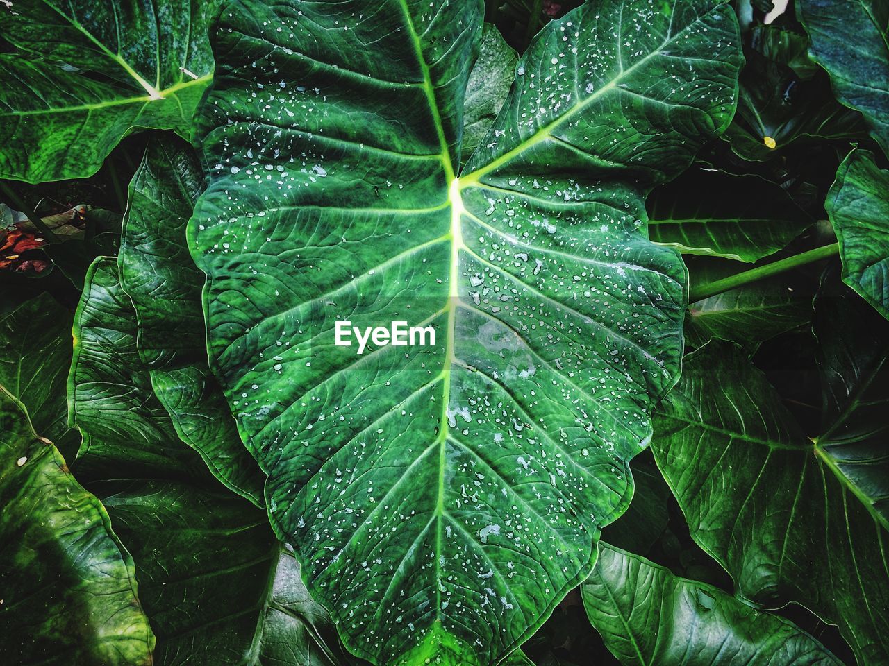 Close-up of fresh green plant