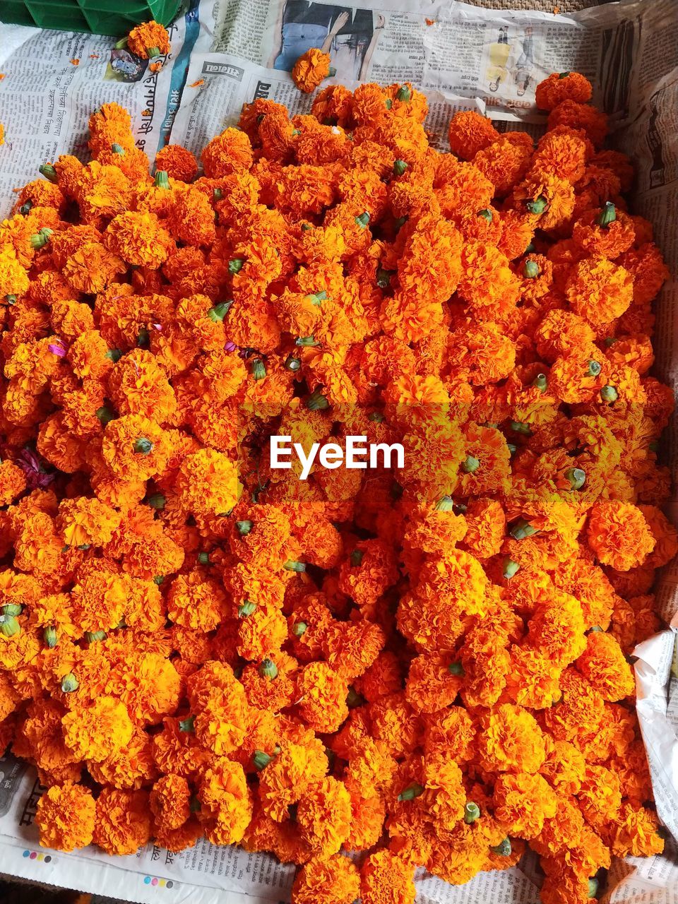 HIGH ANGLE VIEW OF ORANGE FLOWERING PLANTS