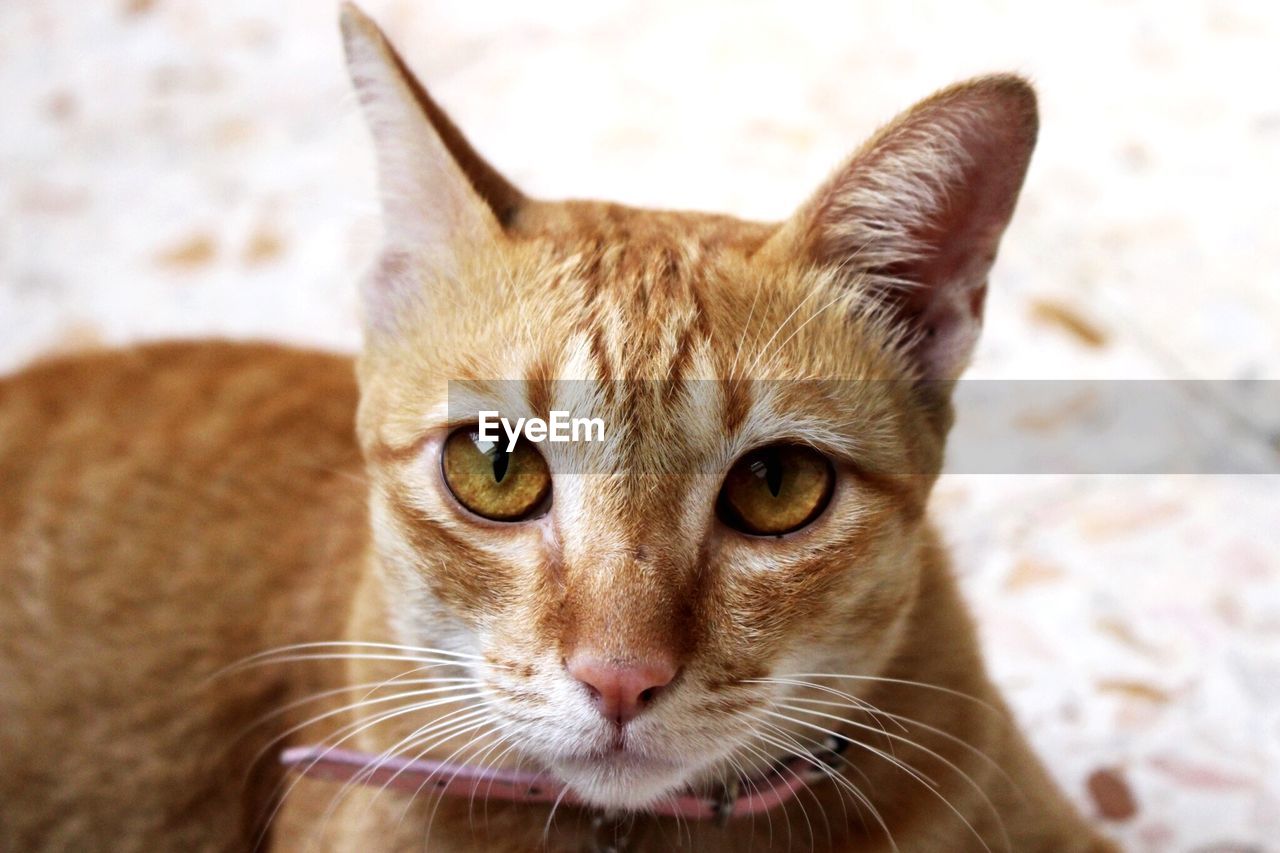 CLOSE-UP PORTRAIT OF CAT SITTING