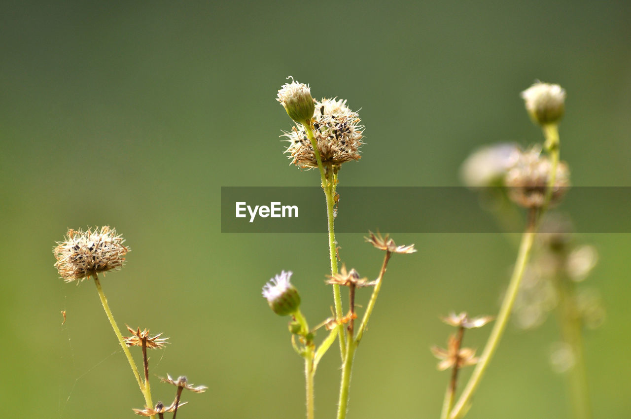 Close-up of wilted flowering plant