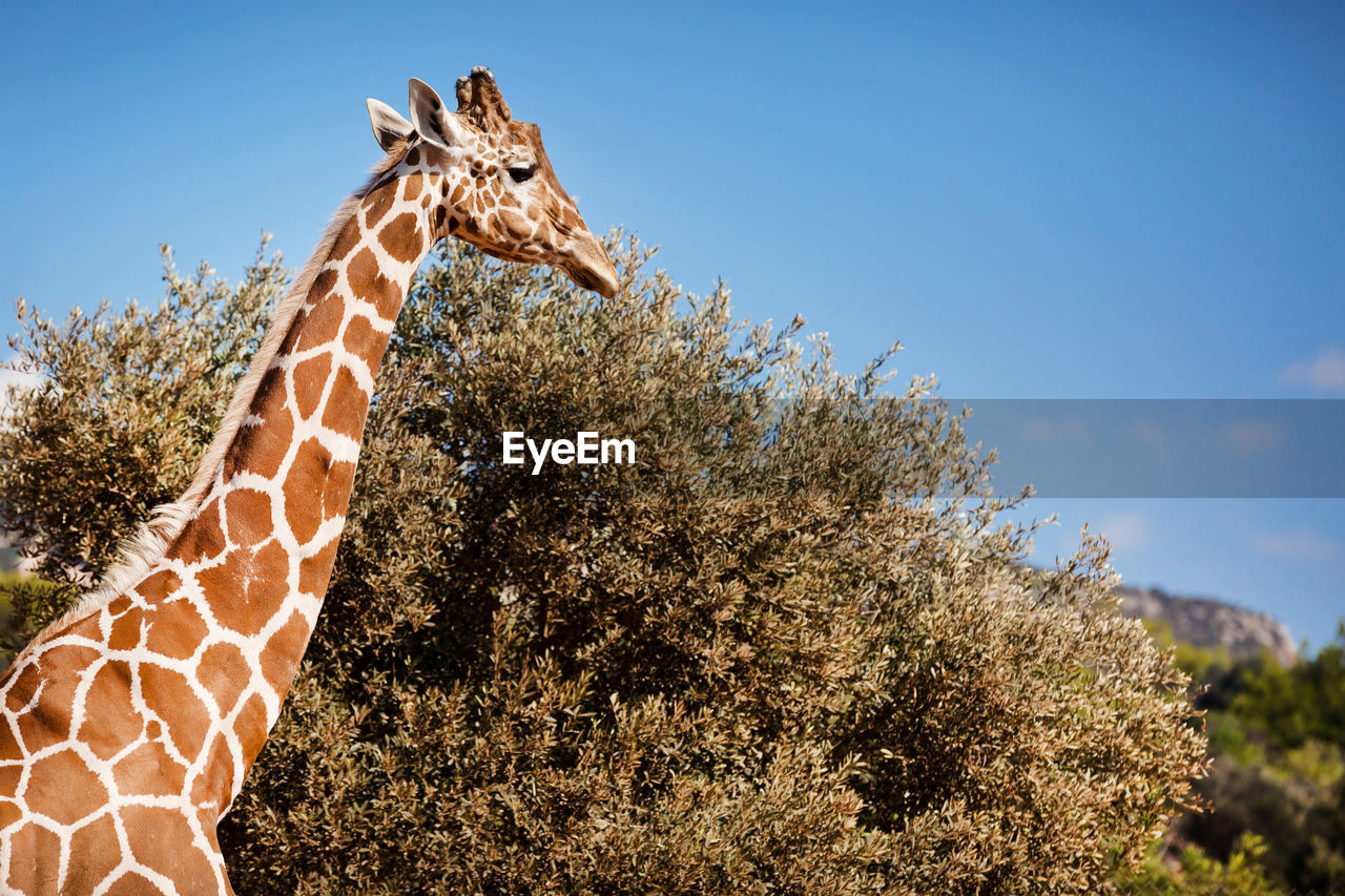 VIEW OF GIRAFFE ON TREE