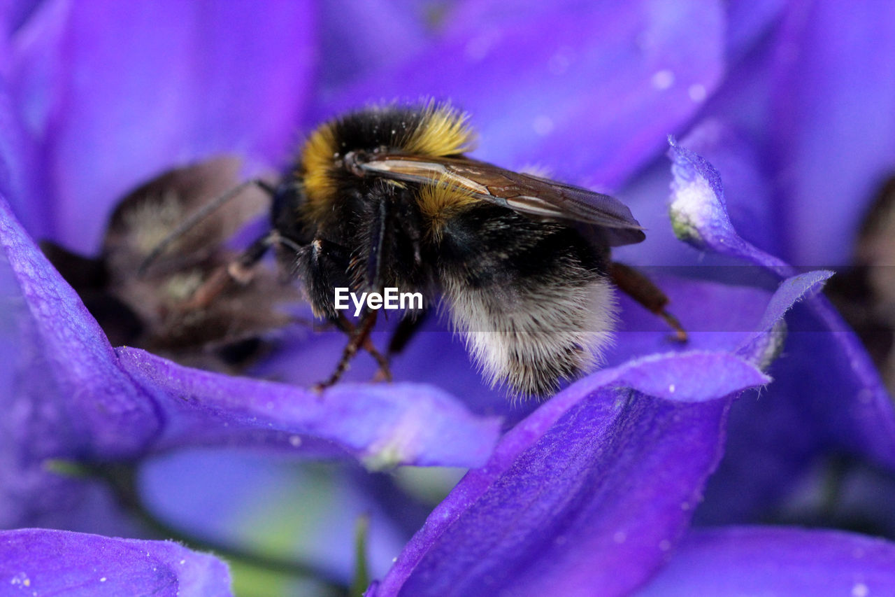 CLOSE-UP OF HONEY BEE ON PURPLE FLOWER