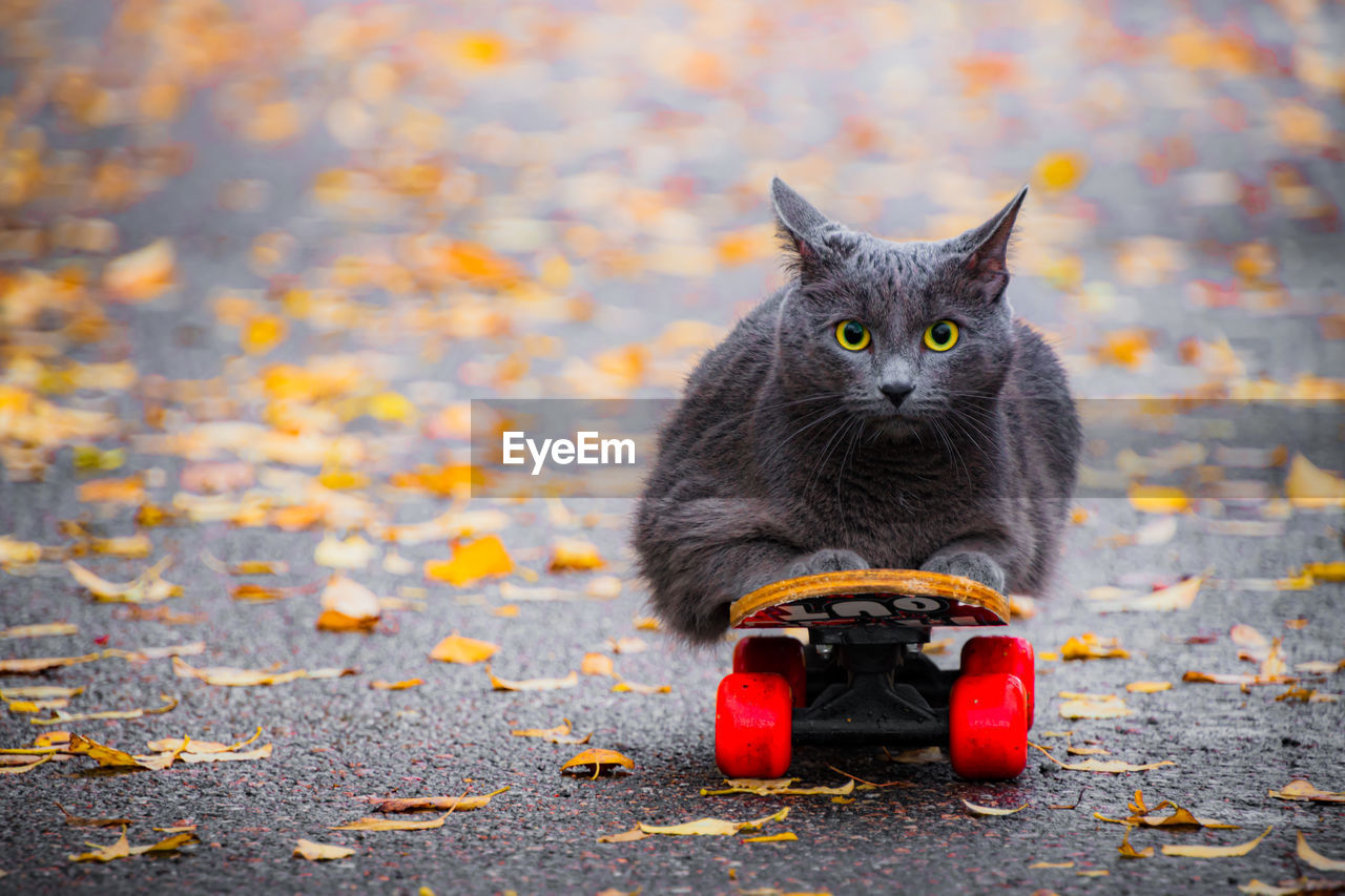 Skate cat  autumn leaves on the road