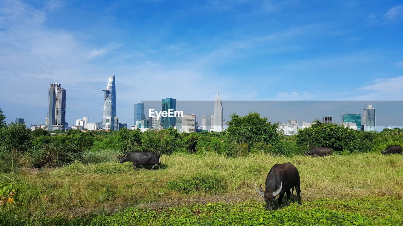 HAY BALES IN A PARK