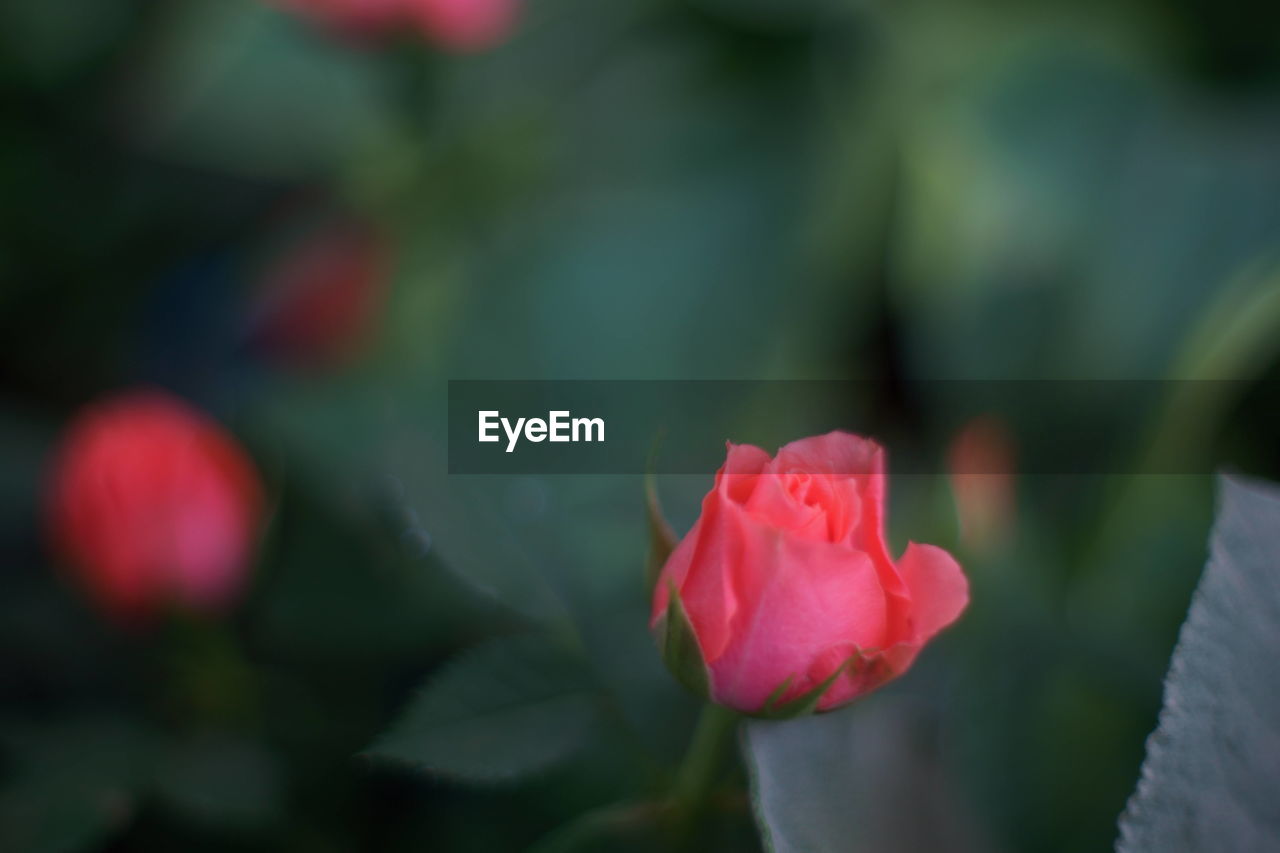 Close-up of pink rose blooming outdoors