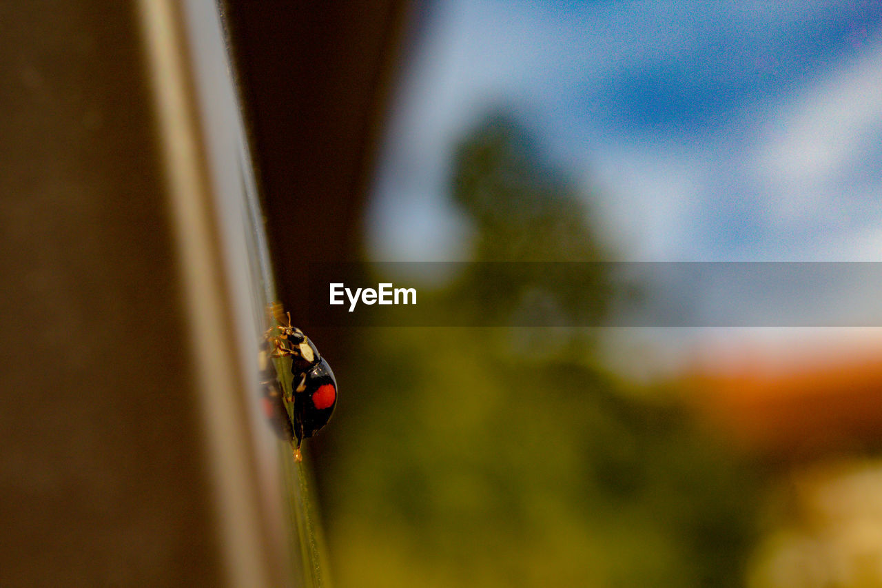 Close-up of ladybug on plant