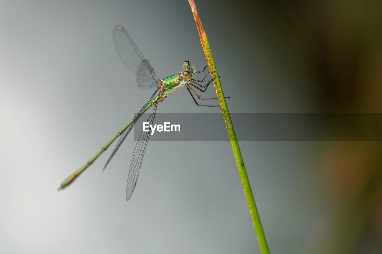 CLOSE-UP OF DRAGONFLY ON A PLANT