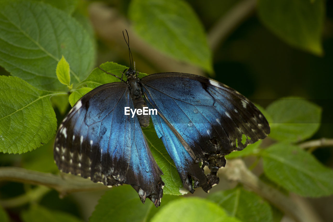 BUTTERFLY ON LEAF